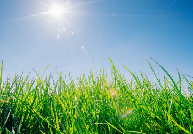 beautiful summer lawn